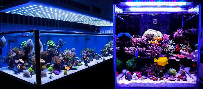 pantallas led acuarios marinos